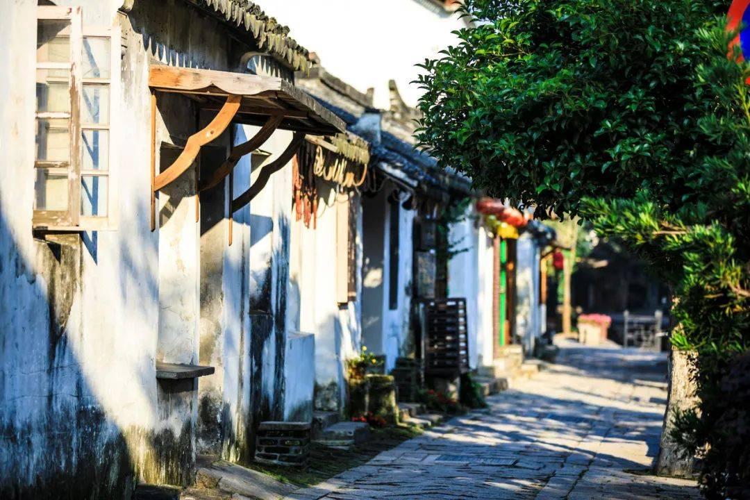 为何金渐层那么贵，还越来越多人开始养